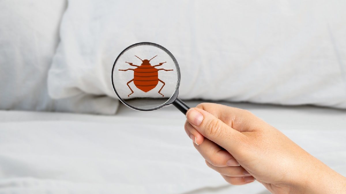 Undertaking Bed Bug Control in Sydney
