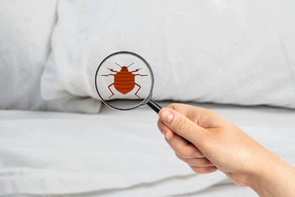 bed bug control